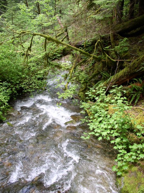 5.29.06 Siouxon Creek 006 